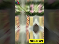 স্পঞ্জ